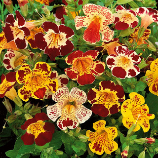 Monkey Flower Mixed - Colourful Flowers, Ideal for Borders and Containers - Mimulus tigrinus - Premium Seeds