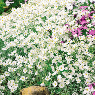 Snow in Summer - Trailing, Frost-Resistant, Ideal for Ground Cover - Cerastium tomentosum - Premium Seeds