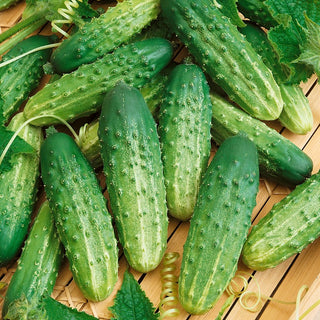 Cornichon Octopus F1 - Idéal pour la fermentation et la consommation fraîche - 100 g