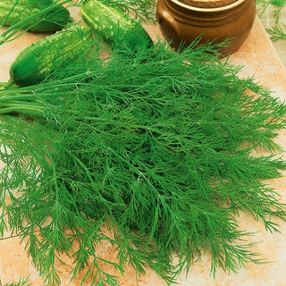 Aneth Ambrozja - Parfum intense, feuillage luxuriant - Très grand sachet - 500 g