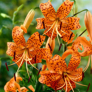 Lys tigré - Tigrinum - Lilium - Éclat orange intense