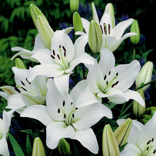 Lys asiatique - blanc - Lilium - Fleurs d’un blanc pur, pleines d’élégance