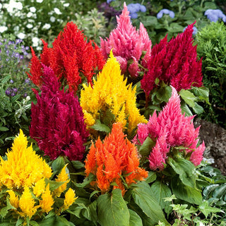 Celosia Plumosa Dwarf Mixed - Intensely Coloured Flowers, Ideal for Borders and Containers - Celosia argentea var. plumosa nana - Premium Seeds