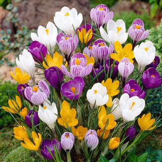 Crocus à grandes fleurs - Mélange de couleurs - Fleurs printanières colorées - 10 bulbes