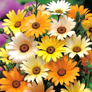 Dimorphotheca Mixed - Beautiful, Long-Lasting Flowers, Perfect for Borders and Bouquets - Dimorphotheca sinuata - Premium Seeds