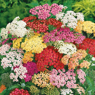 Yarrow Mixed - Vibrant Colours, Super Pretty and Lasting All Season - Achillea millefolium - Premium Seeds