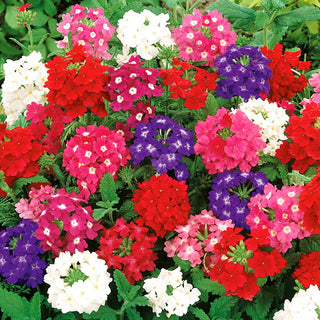 Garden Verbena Mixed - Long Blooming Period, Low Growth, Various Colours - Verbena hybrida - Premium Seeds