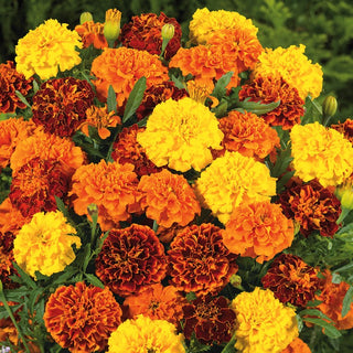 French Marigold Mixed - Abundant Blooming, Cold-Hardy, Ideal for Gardens and Containers - Tagetes patula - Premium Seeds