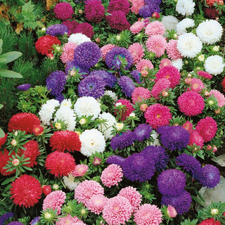 Dwarf Aster Mixed - Extremely Striking, Long-Lasting Blooming - Callistephus chinensis - Premium Seeds
