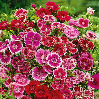 Dianthus, China Pink Mixed - Unmatched Beauty in Diverse Colours - Dianthus chinensis - Premium Seeds