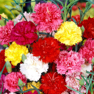 Carnation Mixed - Summer Symphony of Colours, Fragrant and Long-Lasting, Perfect for Vases - Dianthus caryophyllus - Premium Seeds