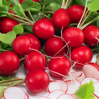 Radish Saxa 2 - Early Harvests, Delicate Flavour, Easy Care - Premium Seeds