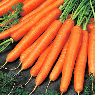 Carrot Olympus - Sweet Juicy Flesh, Easy to Grow - Premium Seeds