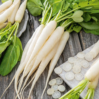 Radish WHITE ICICLE ('Sopel Lodu') - Ideal for Autumn Harvest, Spicy and Full of Vitamins - Premium Seeds