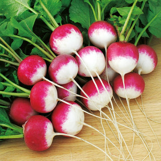 Radish Caro - Perfect for Salads and Sandwiches, Mild Flavour - Premium Seeds