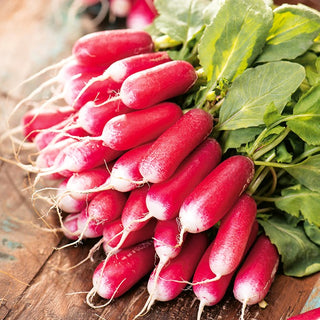 Radish Polanka - Ideal for Tunnels, Quick Yield, Excellent Flavour - Premium Seeds