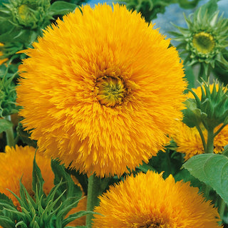 Tournesol Sungold Tall - Impressionnant et attractif pour les insectes pollinisateurs - Helianthus annuus - Grand sachet - 1 kg