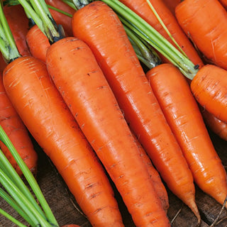 Carrot Karotela - Reliable Yields, Perfect for Juices - Premium Seeds