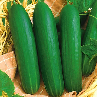 Concombre Iwa - Variété précoce pour serre, peau lisse et délicieuse