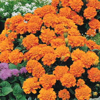 French Marigold Petite Orange - Full, Dense Flower Clusters, Blooms from Summer to Autumn - Tagetes patula - Premium Seeds