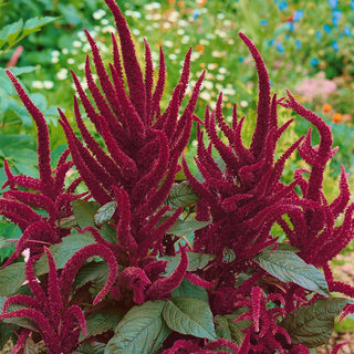 Red Amaranth - Purple Leaves, Long Burgundy Spikes - Amaranthus paniculatus - Premium Seeds