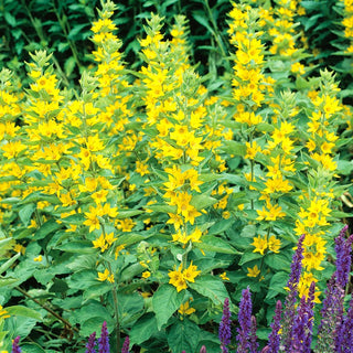 Yellow Loosestrife - Long-Blooming Perennial with Sunny Yellow Flowers - Lysimachia punctata - Premium Seeds