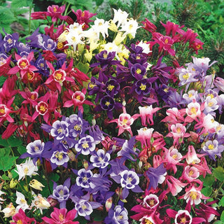 Columbine Biedermeier Mix - Amazingly Beautiful Flowers Full of Charm - Aquilegia ×hybrida - Premium Seeds