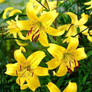 Lys tigré - Yellow Tiger - Lilium - Attire le regard et illumine les massifs