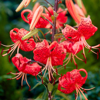 Lys tigré - Red Tiger - Lilium - Couleurs intenses, accent marqué