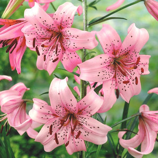 Lys tigré - Pink Tiger - Lilium - Rose intense dans les massifs d’été