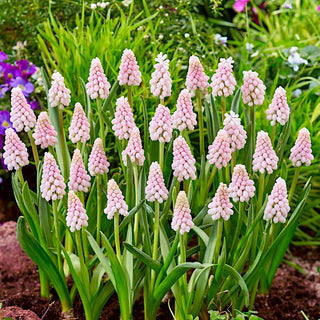 Muscari - Pink Sunrise - Charme naturel en petit format