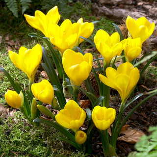 Sternbergia lutea - Sternbergia - Accent automnal subtil au jardin