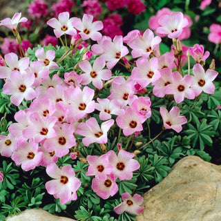 Oxalyde du Chili - Oxalis - Touffes miniatures, feuillage magnifique - 5 bulbes