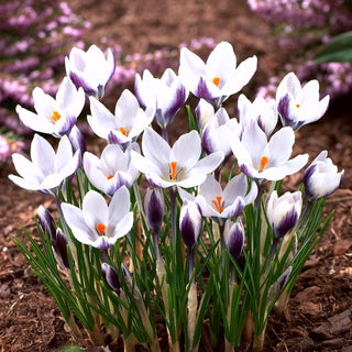 Crocus - Lady Killer - Idéal pour la plantation en groupe - 10 bulbes