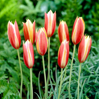 Tulipe - Cynthia - Tulipa - Fleurs magnifiques résistantes au gel - 5 bulbes