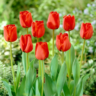 Tulipe - Apeldorn - Tulipa - Pétales satinés rouges et éclatants - 5 bulbes
