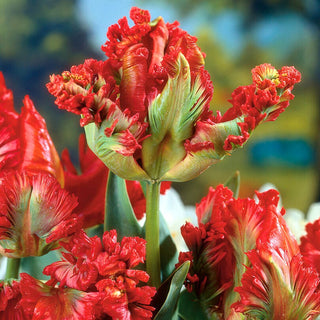 Tulipe perroquet - Exotic Parrot - Tulipa - Couleur et parfum exceptionnels des fleurs - 5 bulbes