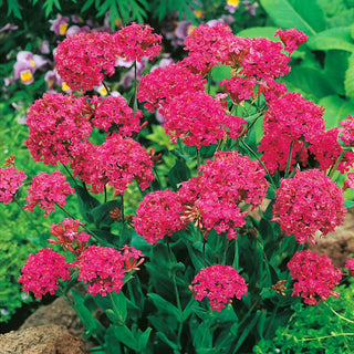 Sweet William Catchfly - Intensely Pink Flowers, Easy to Grow, for Edging and Borders - Silene armeria - Premium Seeds