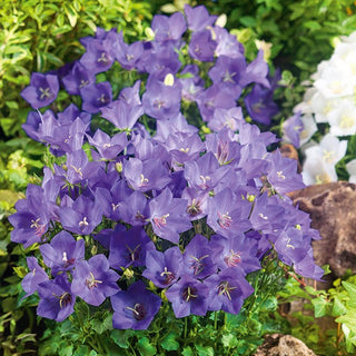 Tussock Bellflower Blue - Purple-Blue Explosion of Flowers - Campanula carpatica - Premium Seeds
