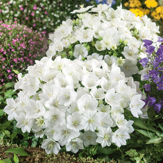 Tussock Bellflower White - Beautifully Blooming Perennial with Subtle Charm - Campanula carpatica - Premium Seeds