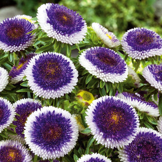 Aster Blue Moon - Unique Flowers with Extraordinary Colour - Callistephus chinensis - Premium Seeds