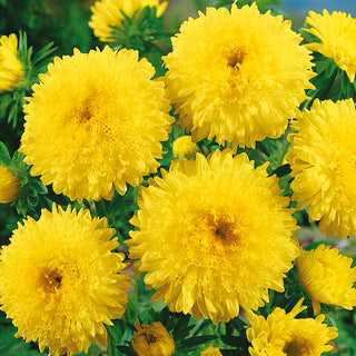 Princess Aster Yellow - Gorgeous Golden Garden Ornament - Callistephus chinensis - Premium Seeds