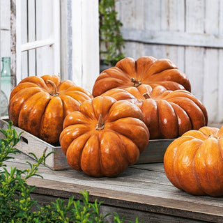 Squash Muscade de Provence - Sweet Flavour, High Productivity, Original Fruit Shape - Cucurbita moschata - Premium Seeds