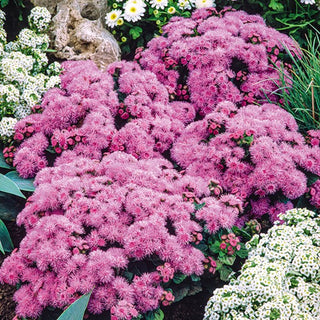 Ageratum Pink - Extra Beautiful and Fluffy Flowers in Charismatic Colours - Ageratum houstonianum - Premium Seeds