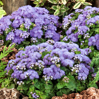 Ageratum Blue - Low with Blue Flowers, Ideal for Borders and Pots - Ageratum houstonianum - Premium Seeds