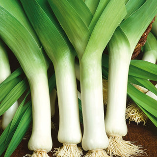 Poireau Bulgaarse Reuzen - Géant à croissance vigoureuse, pauvre en fibres - 50 g