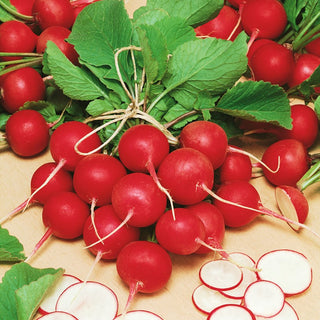 Radis Cherry Belle - Douce à croissance très rapide - 100 g