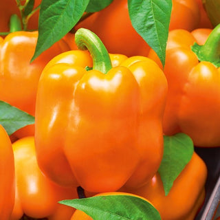 Poivron Rewia - Orange et juteux, une véritable explosion de saveurs