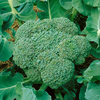 BIO Chou Brocoli Calabrese Natalino - Bombe verte de vitamines biologiques dans votre cuisine - Graines Premium