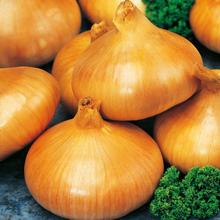 Oignon Stuttgarter Riesen - Gros bulbes rendement élevé - Sachet géant - 500 g